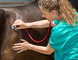site de rencontre pour veterinaire